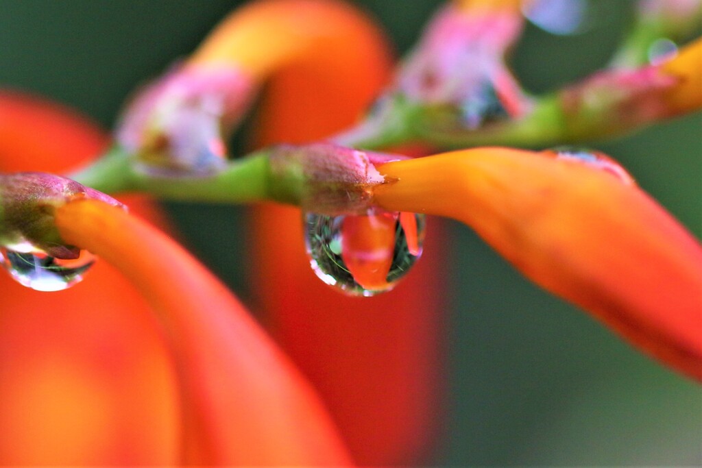 1I0A3183雨上がり5