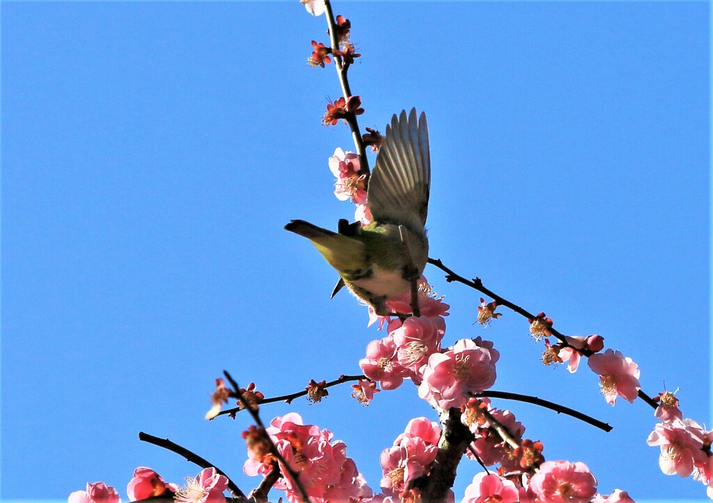 梅とメジロ4