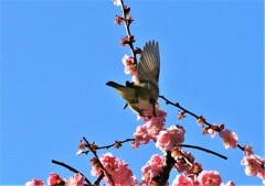梅とメジロ4