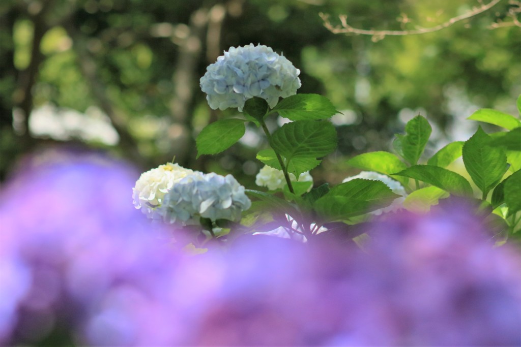 紫陽花10