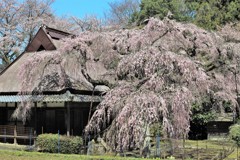 西光寺枝垂桜3