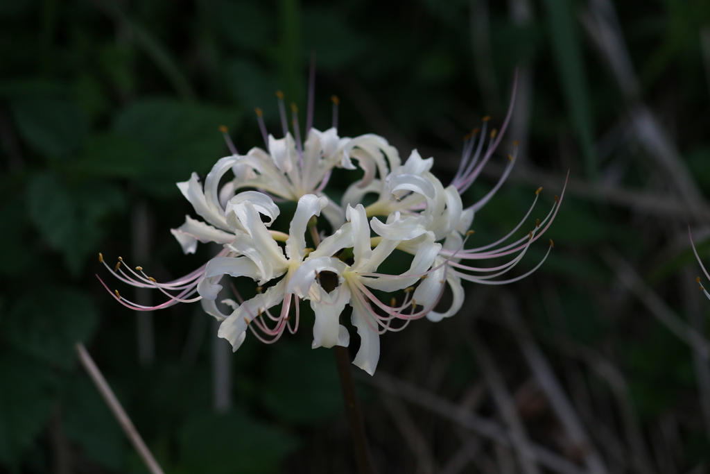 シロバナ曼珠沙華