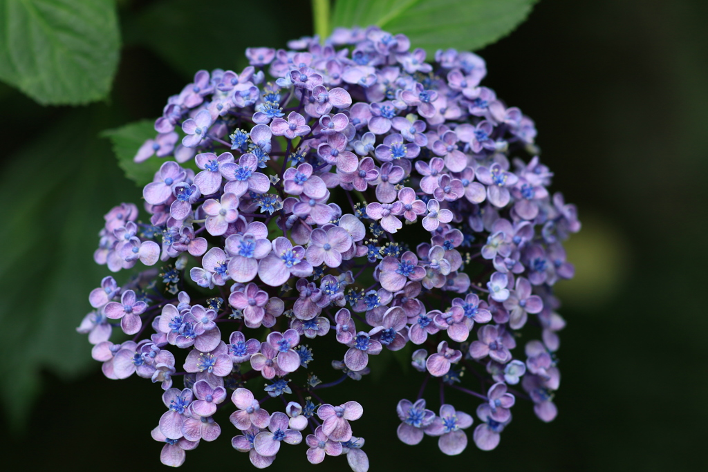 紫陽花18