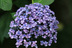 紫陽花18