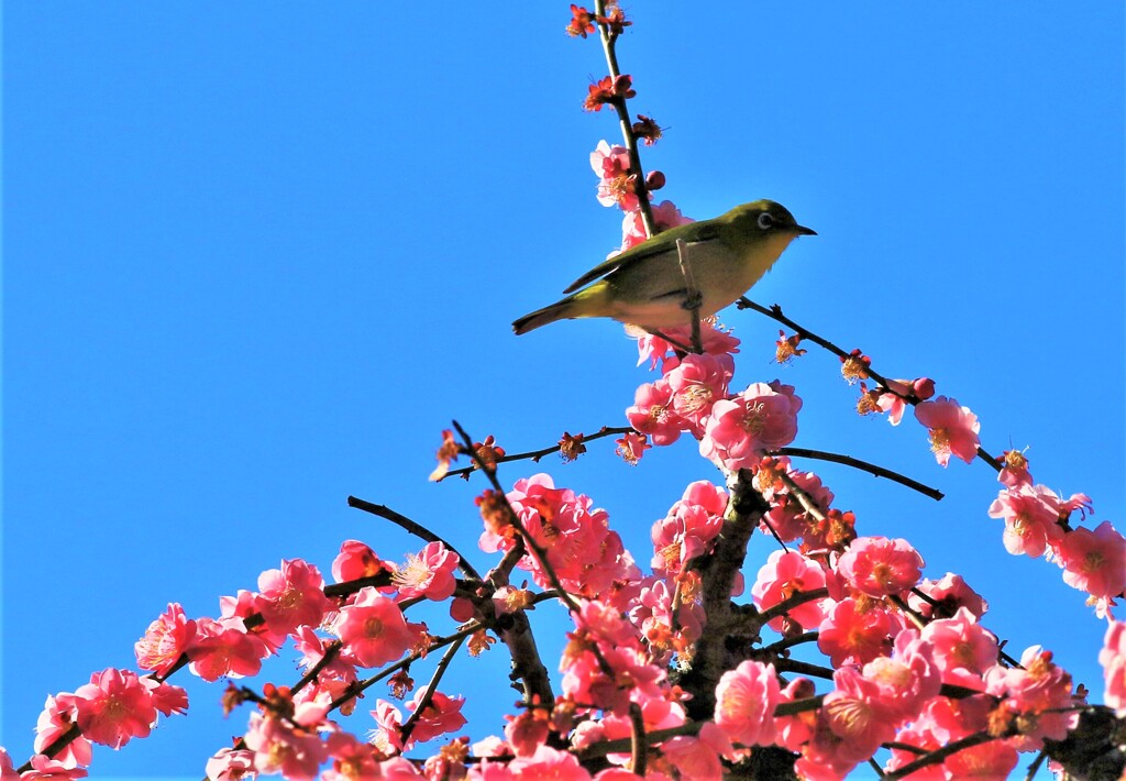 梅とメジロ3