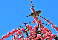梅とメジロ3