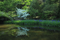 新緑、カキツバタ2