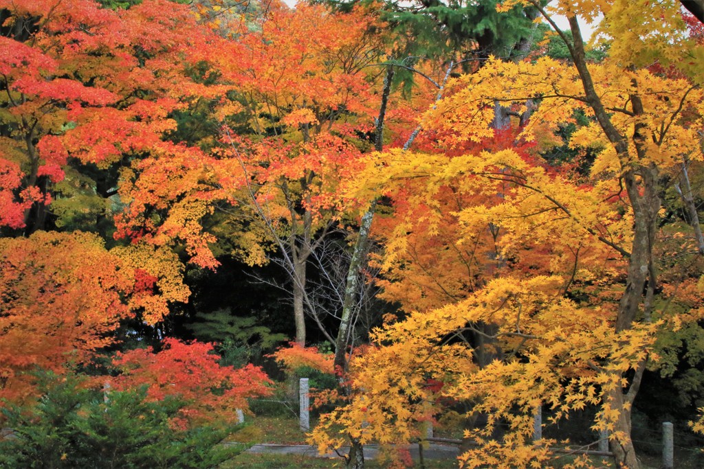 海住山寺の紅葉2