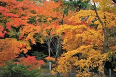 海住山寺の紅葉2