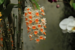 洋ランデンドロビウム