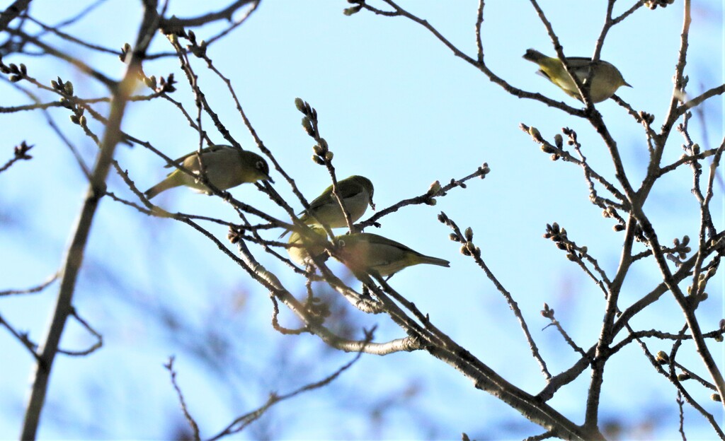 ソメイヨシノとメジロ