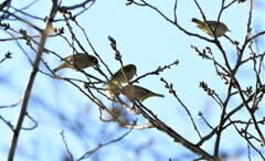 ソメイヨシノとメジロ