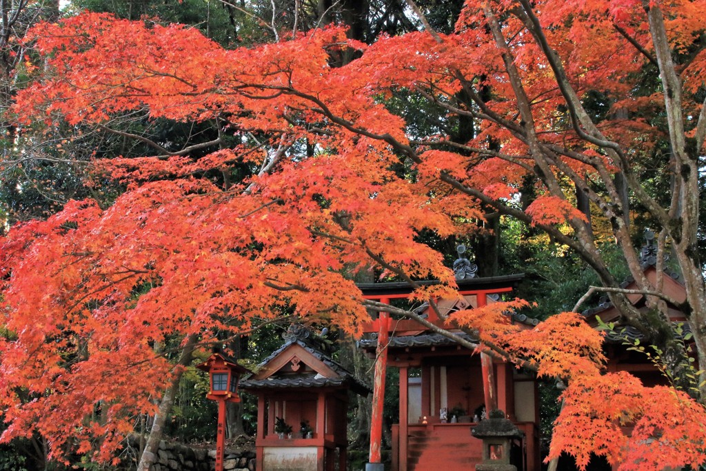 海住山寺の紅葉