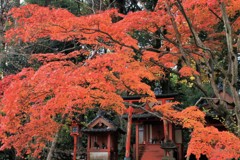 海住山寺の紅葉