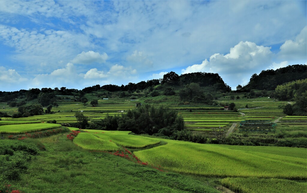 稲棚田百選6