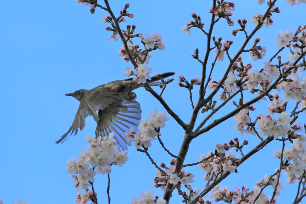 桜と野鳥3