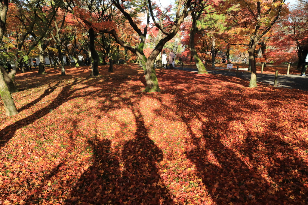東福寺紅葉普門院庭園