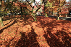 東福寺紅葉普門院庭園