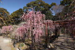枝垂れ梅3