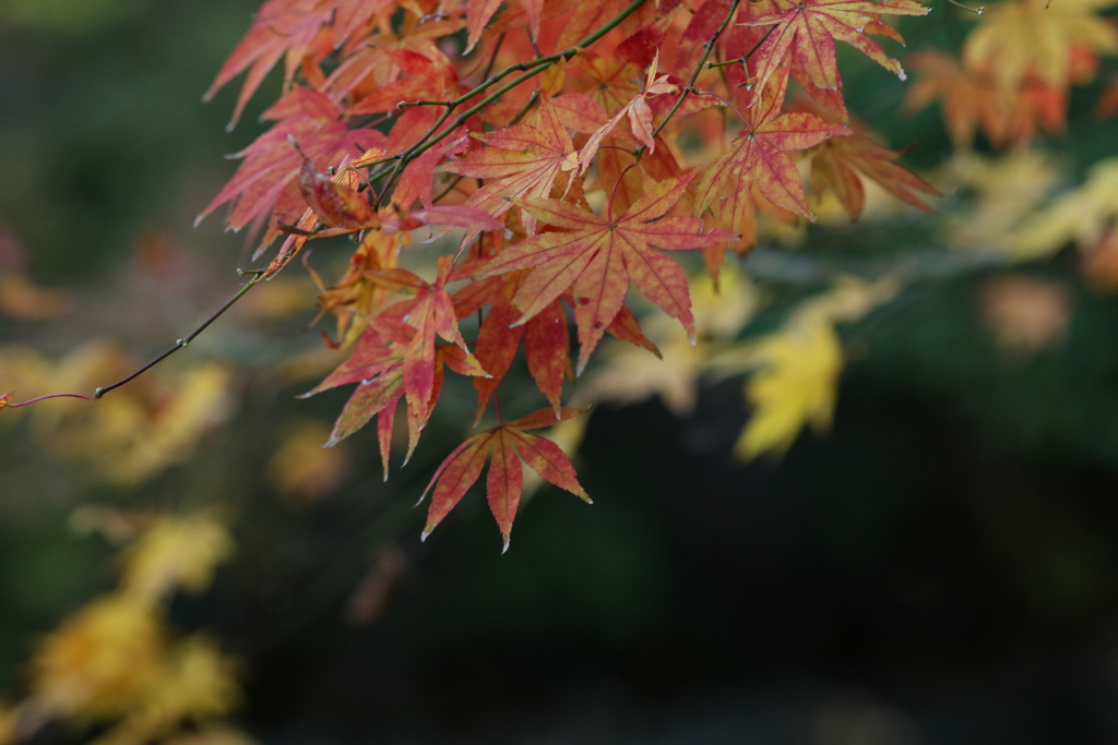 紅葉