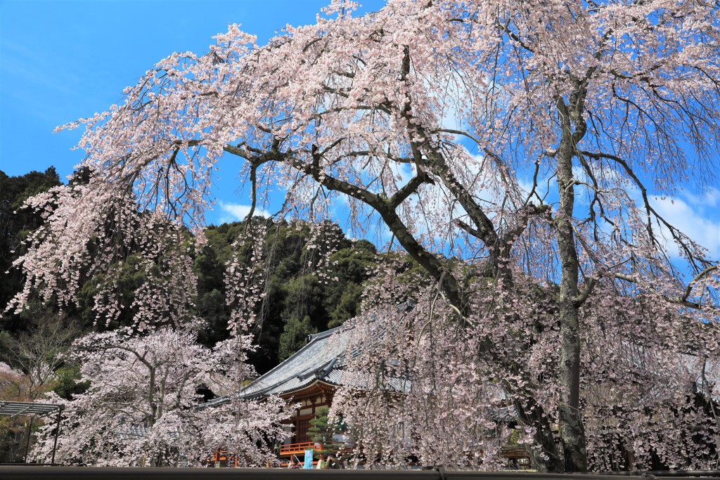 金剛寺の枝垂桜8