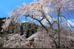 金剛寺の枝垂桜8