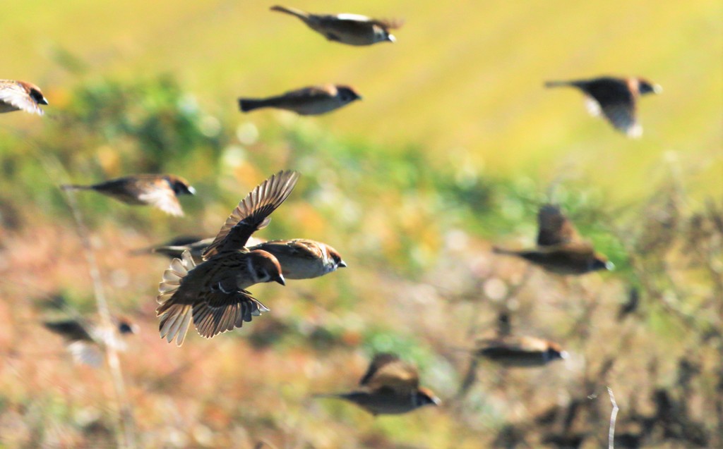 すずめの群れ　3