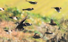 すずめの群れ 3