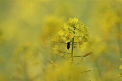 一輪の花