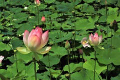 パステルカラー6