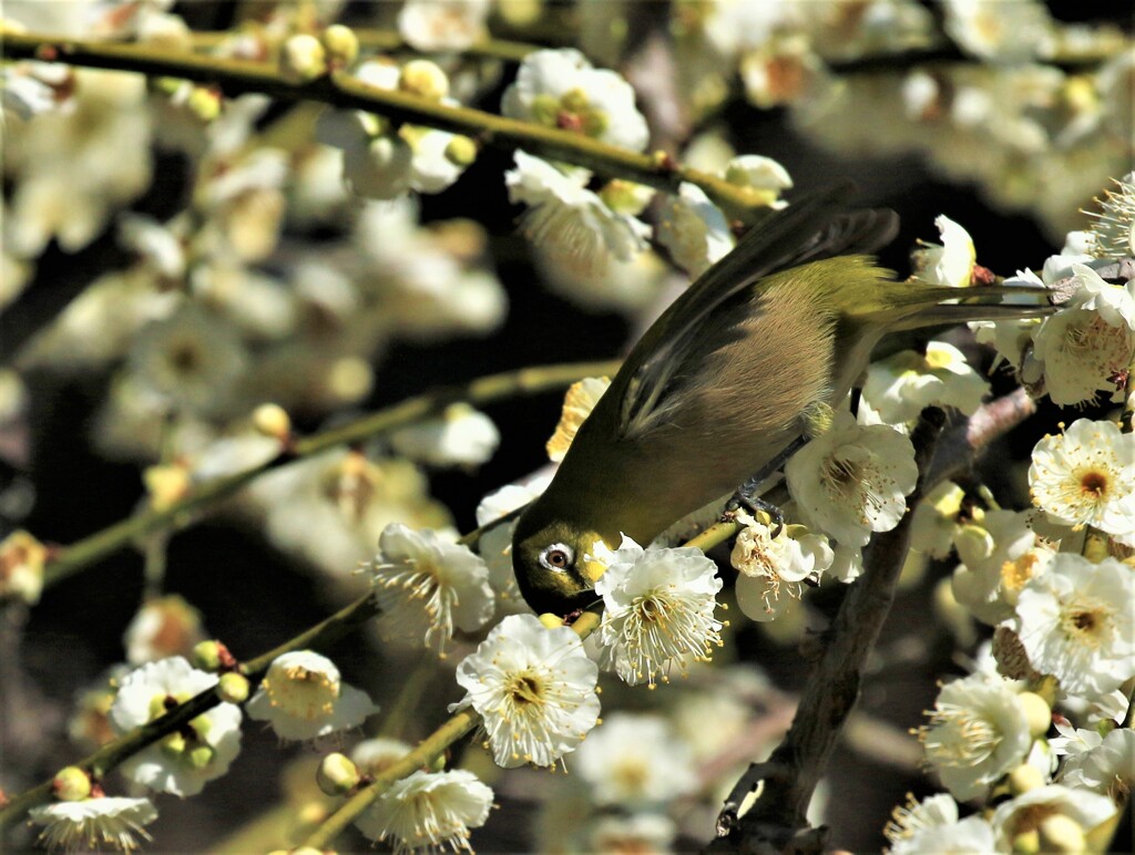 梅とメジロ12