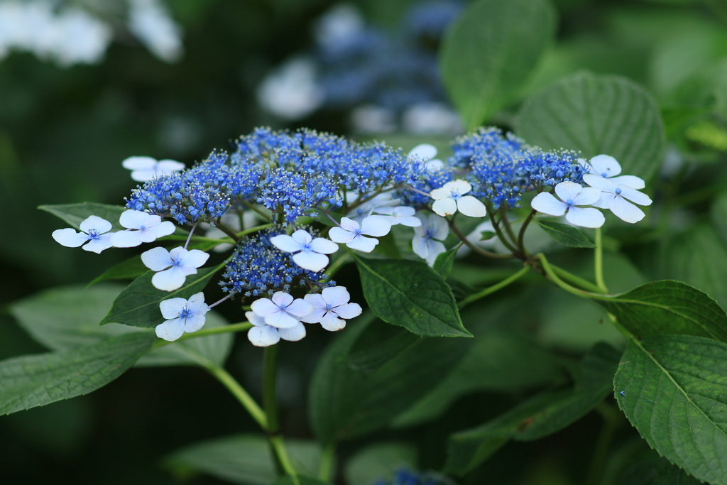 紫陽花13