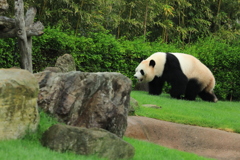 パンダ3