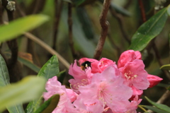 室生寺シャクナゲ1