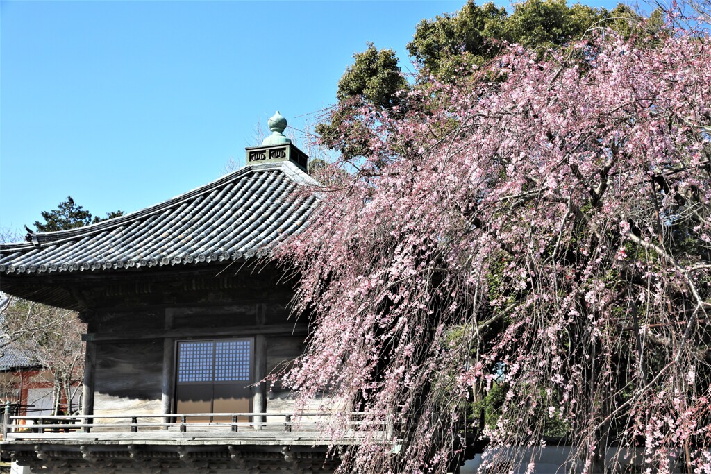 道成寺の枝垂れ桜4