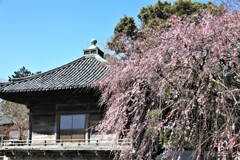 道成寺の枝垂れ桜4