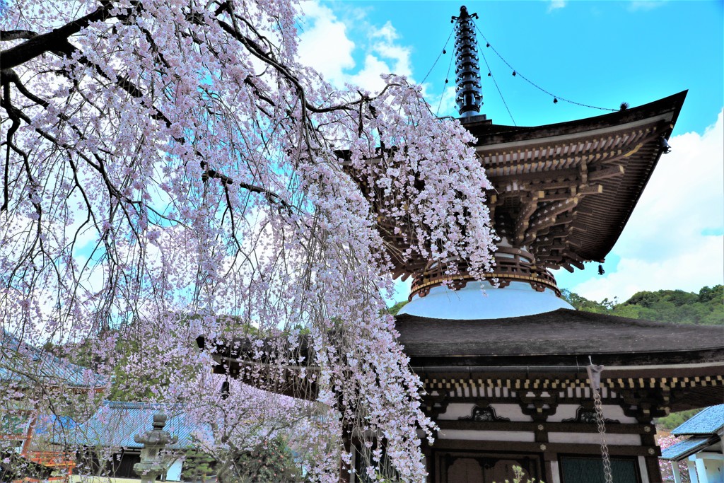 金剛寺の枝垂桜3
