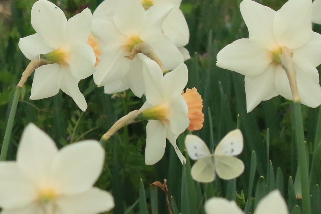 ラッパ水仙と蝶