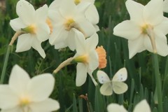 ラッパ水仙と蝶