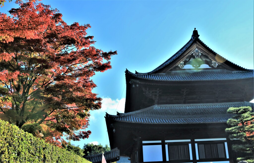 東福寺紅葉