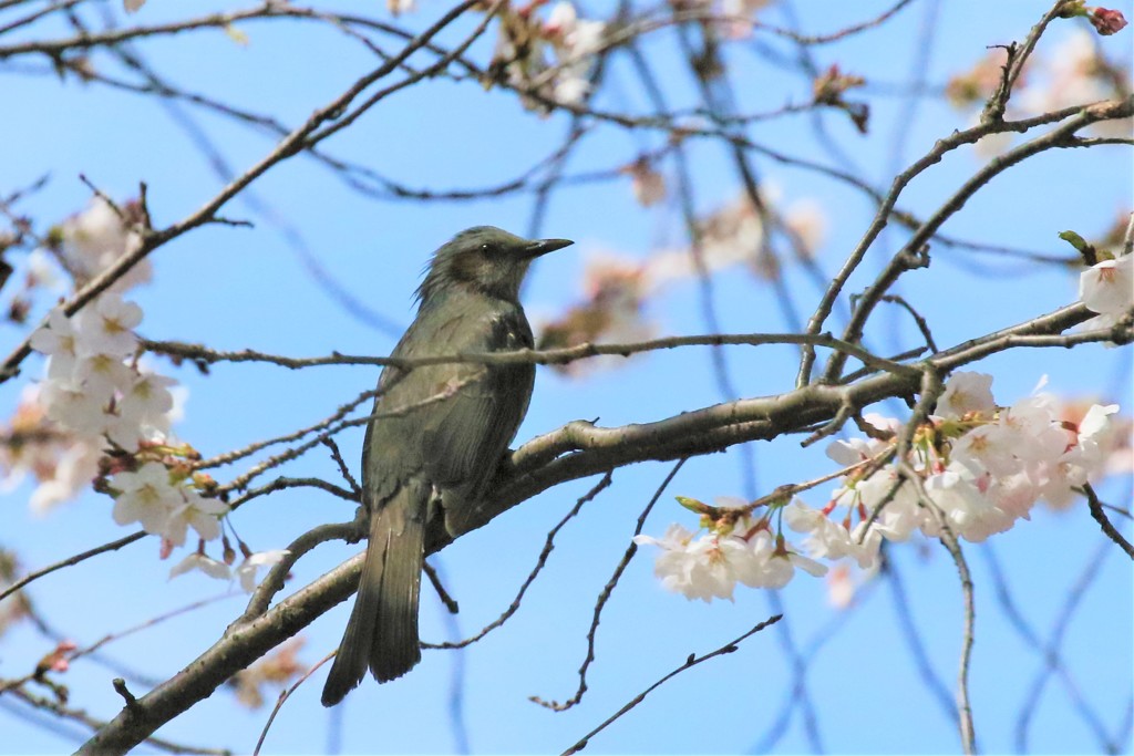 桜と野鳥1