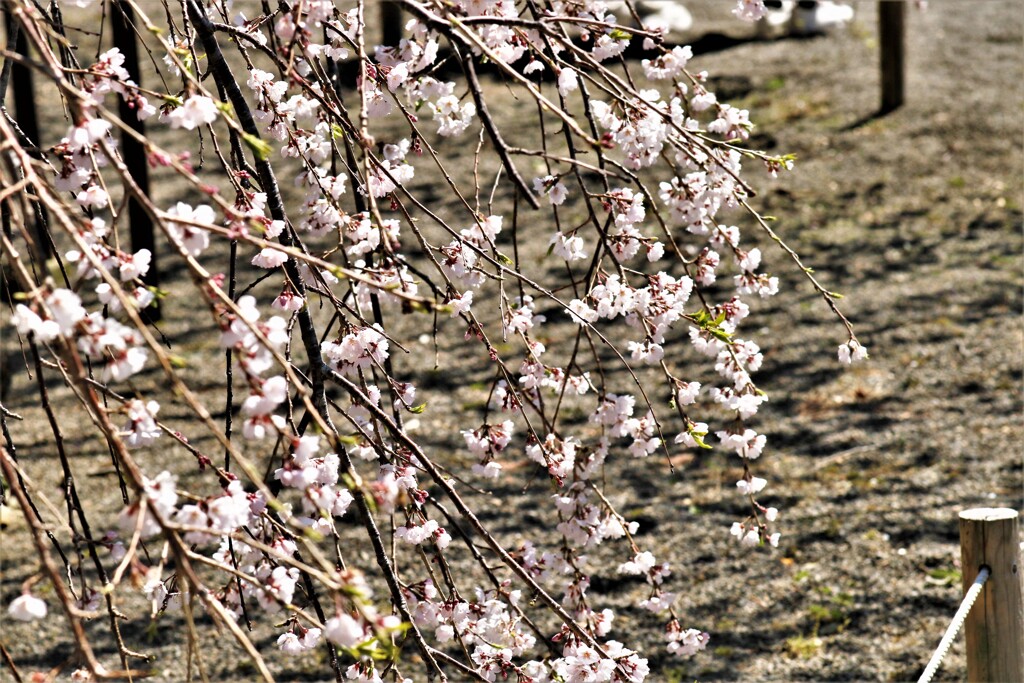 枝垂れ桜7