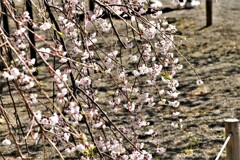 枝垂れ桜7