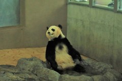 和歌山アドベンチャーワールドパンダ1