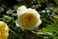 イエローバラ