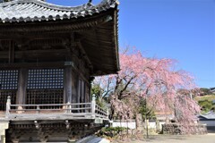 道成寺の枝垂れ桜5