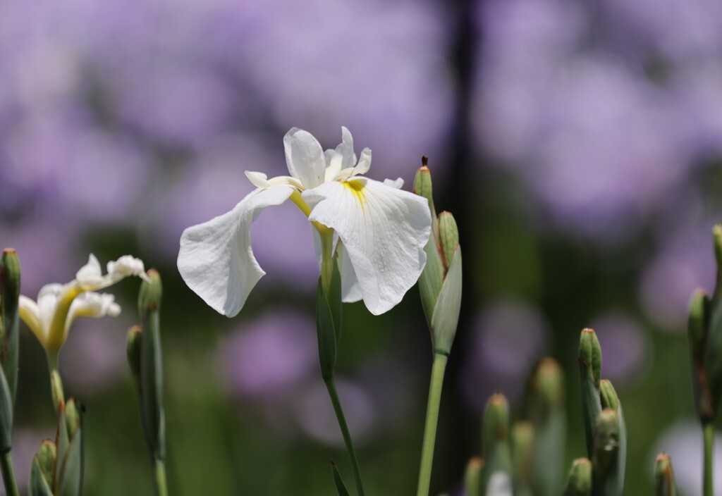 菖蒲