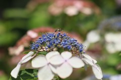 紫陽花12