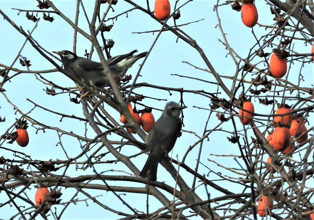　ムクドリ、ヒヨドリ1