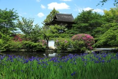 山岳寺つつじ、カキツバタ3